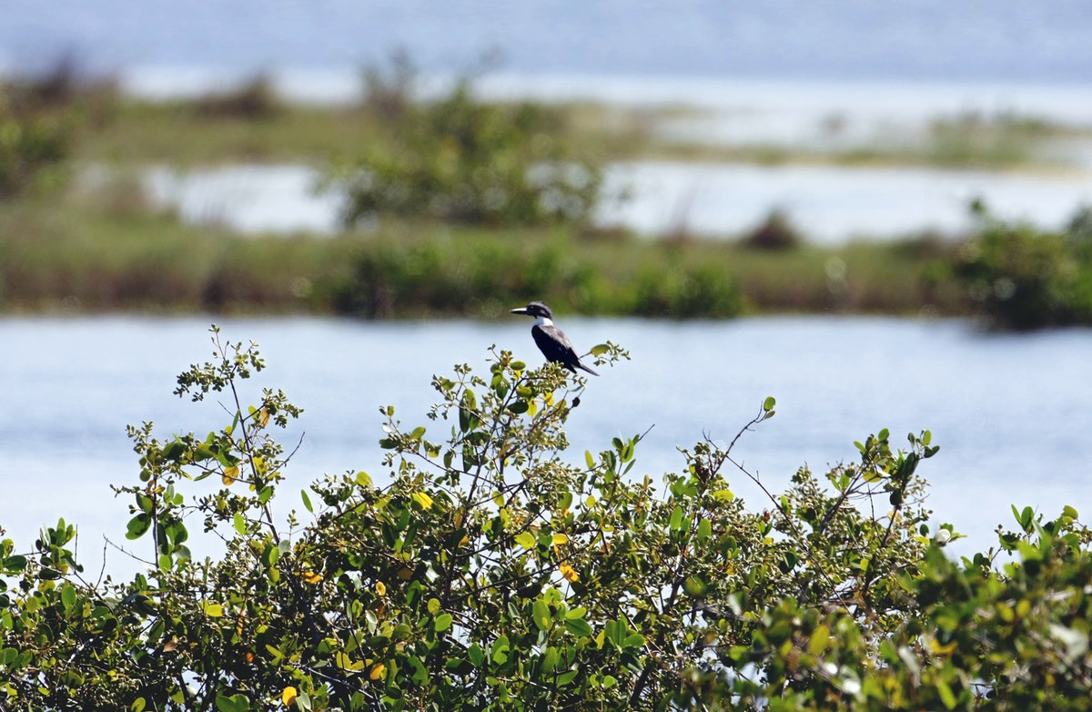 kingfisher on river