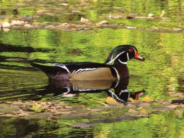 male wood duck on river
