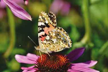 Butterfly on a peacock flower