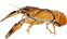 Crawdad
